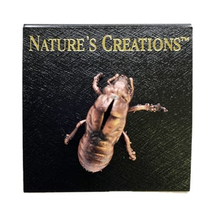 Real Cicada Electroformed Pin