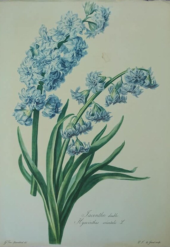 Vintage 1950's Blue Hyacinth Botanical Jacinthe - Etsy Australia