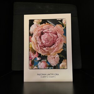 Cartão flor peônia A5 dobrado feito à mão com curiosidades e foto exclusiva