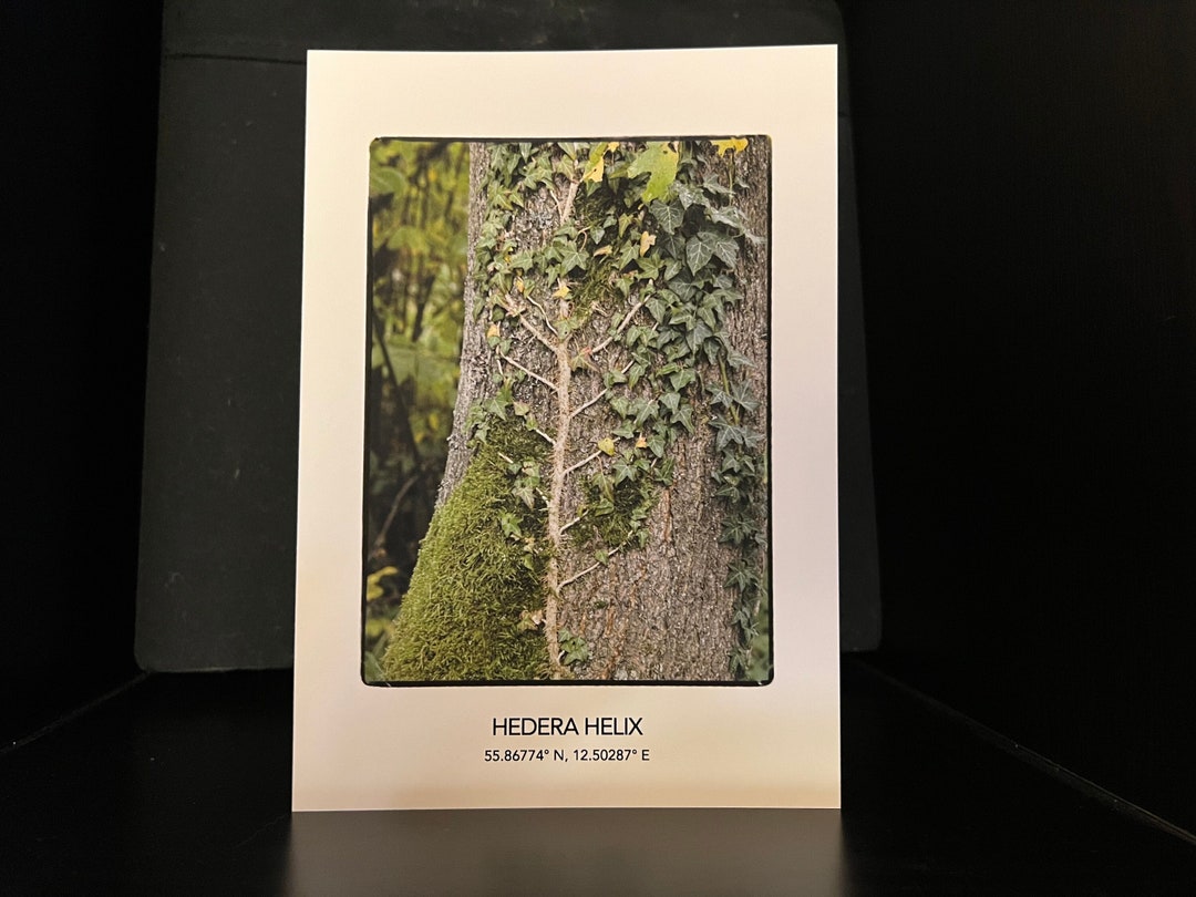 EFEU Vedbend Blomsterkort A5 Tosidet Med Sjove Facts Og Unikt Foto - Etsy, image size:1080x810