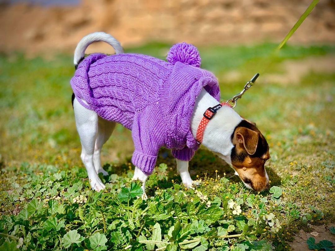 Beautiful coats. Stylish knitted dog coat. Coat for animals. Etsy