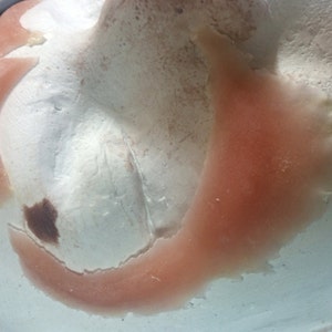 May include: Close-up of a pink and white silicone mold for creating a prosthetic ear. The mold is partially filled with a pink silicone material.