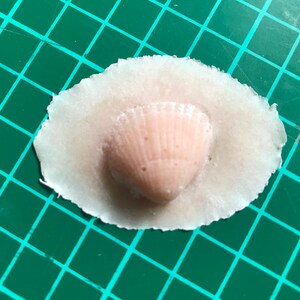 Gelatine seashell prosthetic