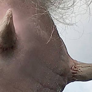Prosthetic fx silicone horns. Easy to apply and colour and perfect for Halloween, cosplay or larping.
