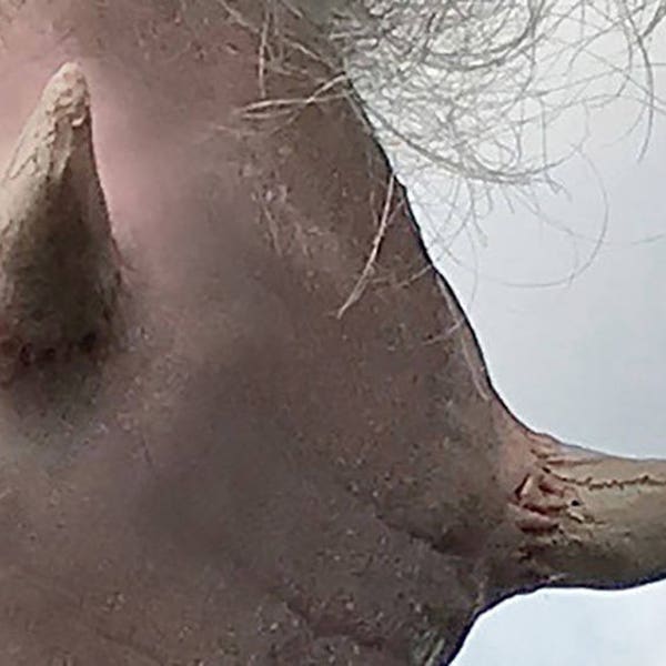 Silicone Prosthetic Horns: SFX Cosplay, LARP, Halloween