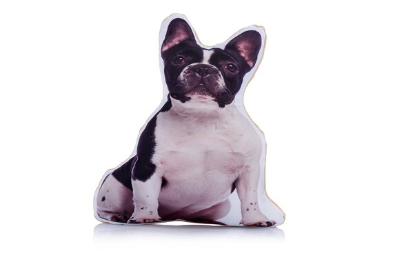 adorable french bulldog