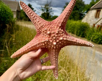 Giant starfish shell natural star fish coastal decor real star fish bathroom seaside shell gifts full starfish white armoured red starfish