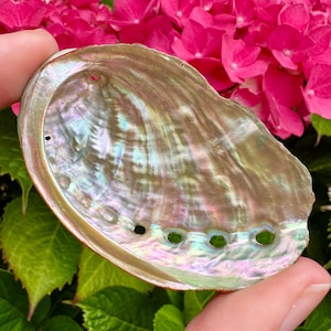 Abalone shell 2.5 inch mermaid shell, polished abalone, white pearl shell, seashell for craft, bathroom decor seaside coastal fantasy shells