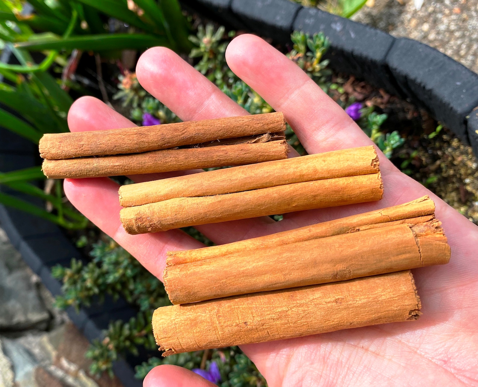 Cinnamon Sticks Uk Whole Cinnamon Dried Cinnamon Stick Etsy