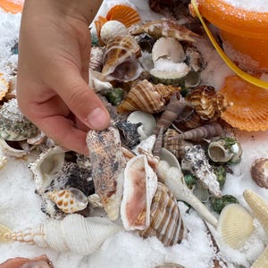 May include: A selection of seashells in shades of brown, white, and orange, with a hand reaching in to touch one. The shells are arranged on a white surface, with an orange bucket in the background.