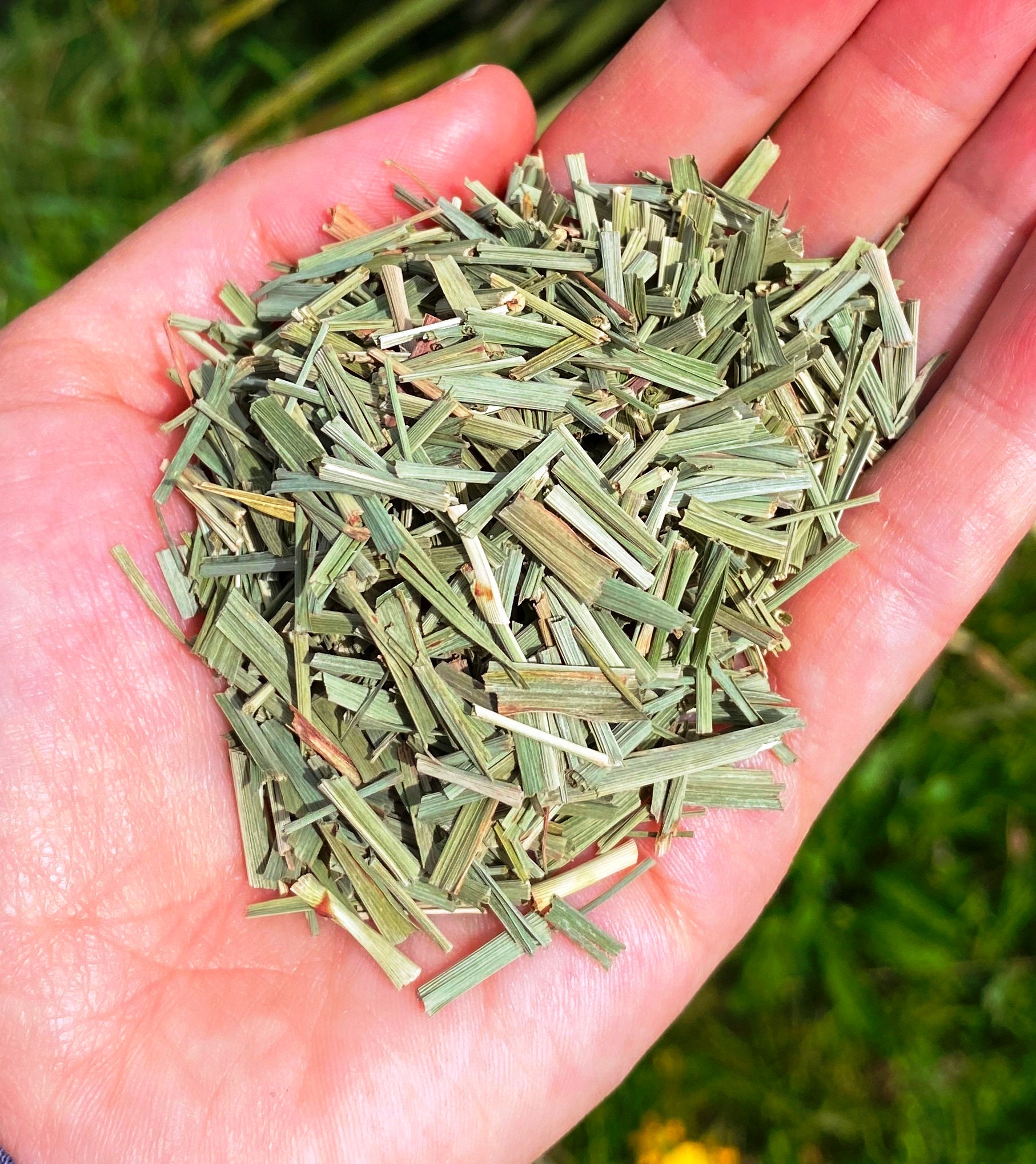 Lemongrass Dried Us Natural Lemongrass Dry Lemongrass Uk Etsy UK