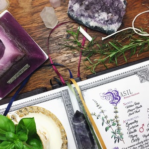 10 Herb Bundle 1 INSTANT DOWNLOAD Book of Shadows Pages : Sage, Lavender, Basil, Cinnamon, and more image 2