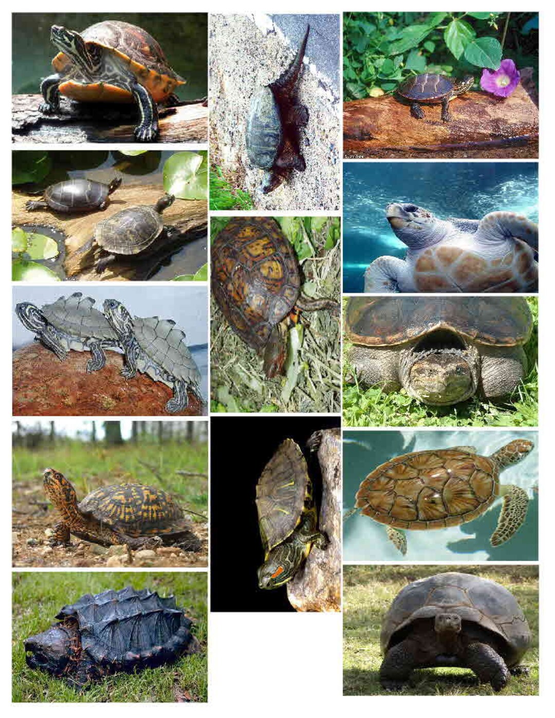 Turtle Races With Magnets TURTLE MAGNETS, 13 - Glossy - Etsy