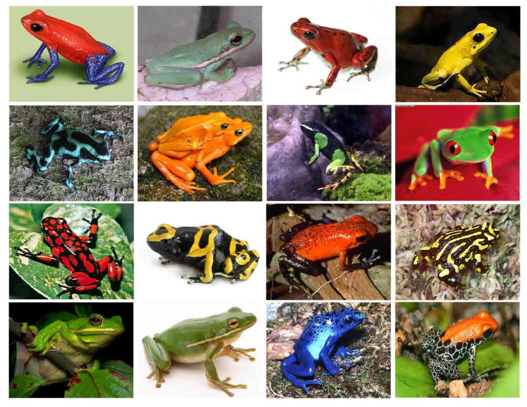 FROGS, Most Are Poisonous, 16 Photo Fridge Etsy