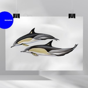 Può includere: Due illustrazioni dettagliate di delfini su sfondo bianco. I delfini sono raffigurati in tonalità di grigio, nero e giallo, con corpi eleganti e pinne prominenti. L'opera d'arte è montata su un poster bianco, tenuto da fermagli. Un cerchio blu con il testo "blurostrum" è in alto a sinistra.