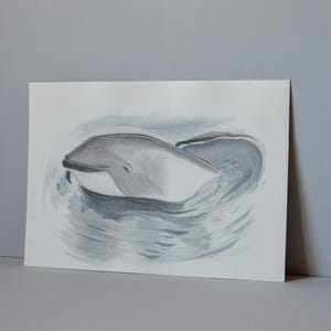 Focena comune, acquerello su carta - Harbour Porpoise, watercolor on paper - original work