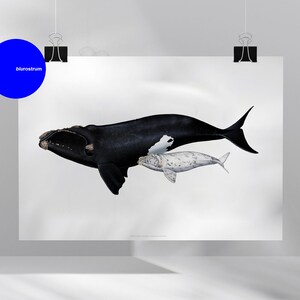 Whales digital prints - Whales, right whales Digital prints