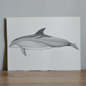 Illustrazioni Scientifiche di Delfini - Scientific Illustrations of Dolphins