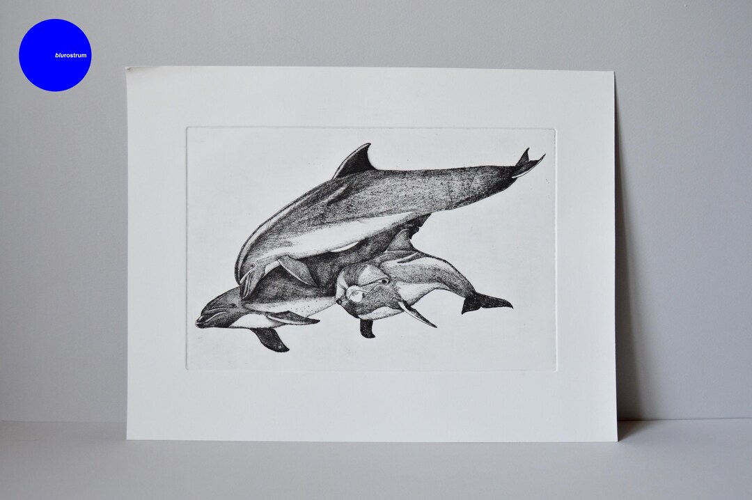 Tursiopis \ Bottlenose Dolphins - Print Engraving - Etsy