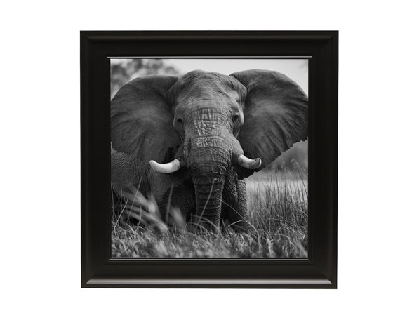 Craig Frames 26273 11x17 Black Satin Picture Frame Matted to Display 8x12 Photo
