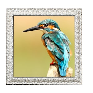 May include: A blue and orange kingfisher perched on a branch with a blurred green background.