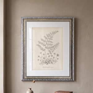 Op de afbeelding: Een ingelijste botanische prent met een gedetailleerde zwart-wit illustratie van een varen en kleine bloemen. Het kunstwerk staat tegen een cr&egrave;mekleurige achtergrond en is ingelijst in een zilverkleurige, sierlijke lijst. De prent is gemonteerd op een witte passe-partout.