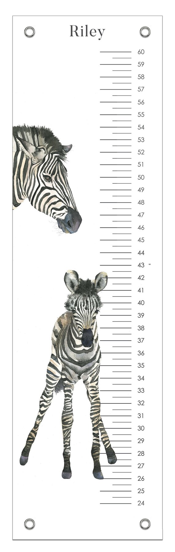 Zebra Growth Chart