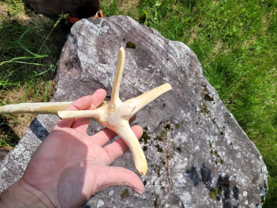 Unfinished cane