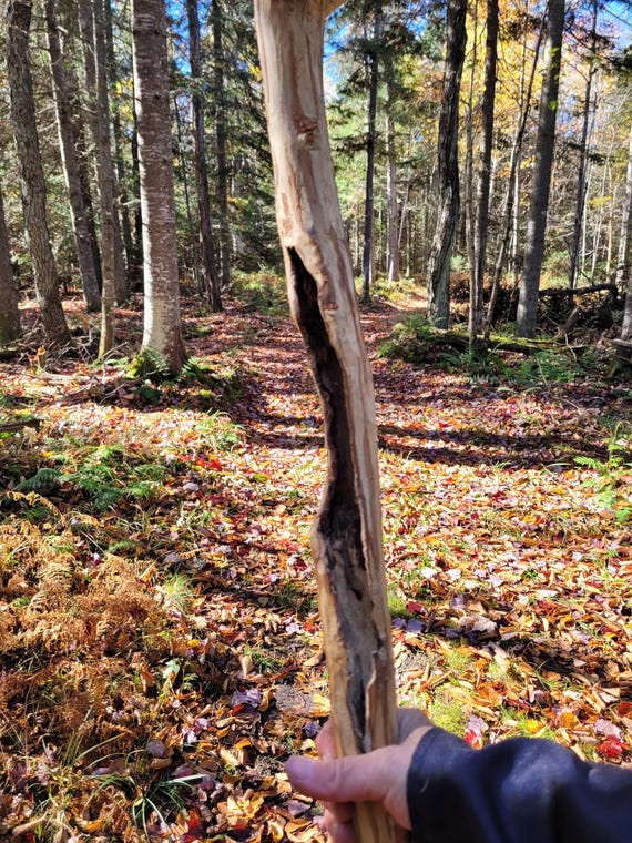 Large wizard staff