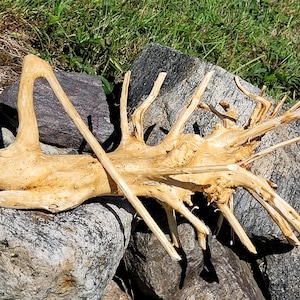 May include: A light-colored, weathered piece of driftwood with multiple branches and a natural, organic shape. The wood rests on gray rocks with green grass in the background, showcasing its texture and form.