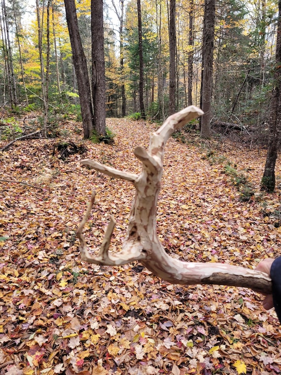 Short Large wizard staff