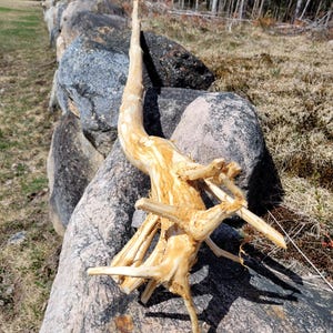 May include: A long, light brown, naturally weathered branch with a unique, twisted shape. The branch is resting on a large, gray rock.