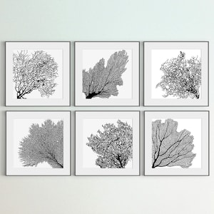 Coral Art Print, Set of 6 Printables, Black & White Coral Prints, Square Black and White Wall Art Print, DIY, Large Art, Sea Room Wall Décor image 1