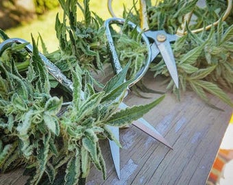 The Harvester » 5-inch Cannabis Trimming Scissors