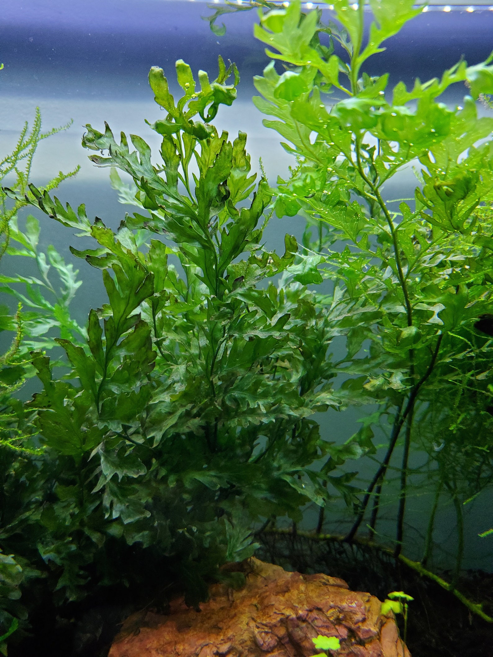 African Water Fern Bolbitis Heudelotii Aquarium Plant Etsy