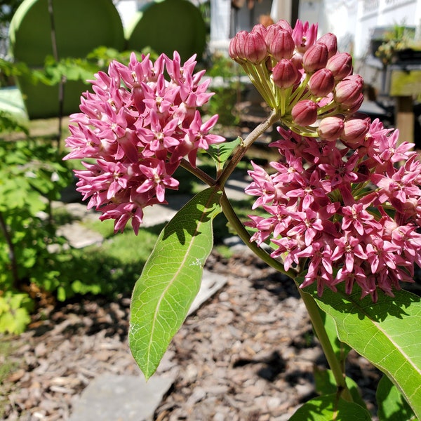 Purple Milkweed Plants Etsy