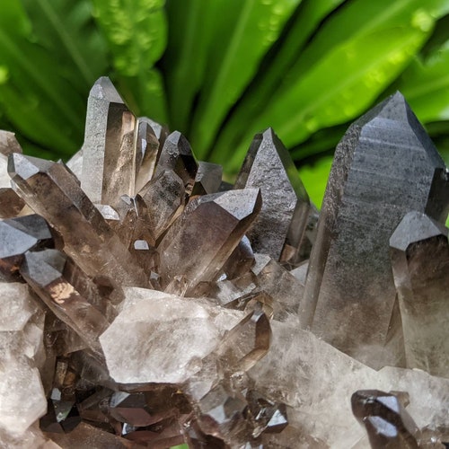 Extra shops Large Nice Quality Smokey Quartz Crystal Cluster