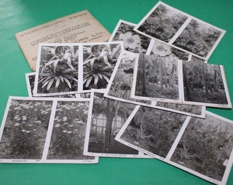 Camerascope Cards Botanical Sunbeam Tours London Uncut + Envelope