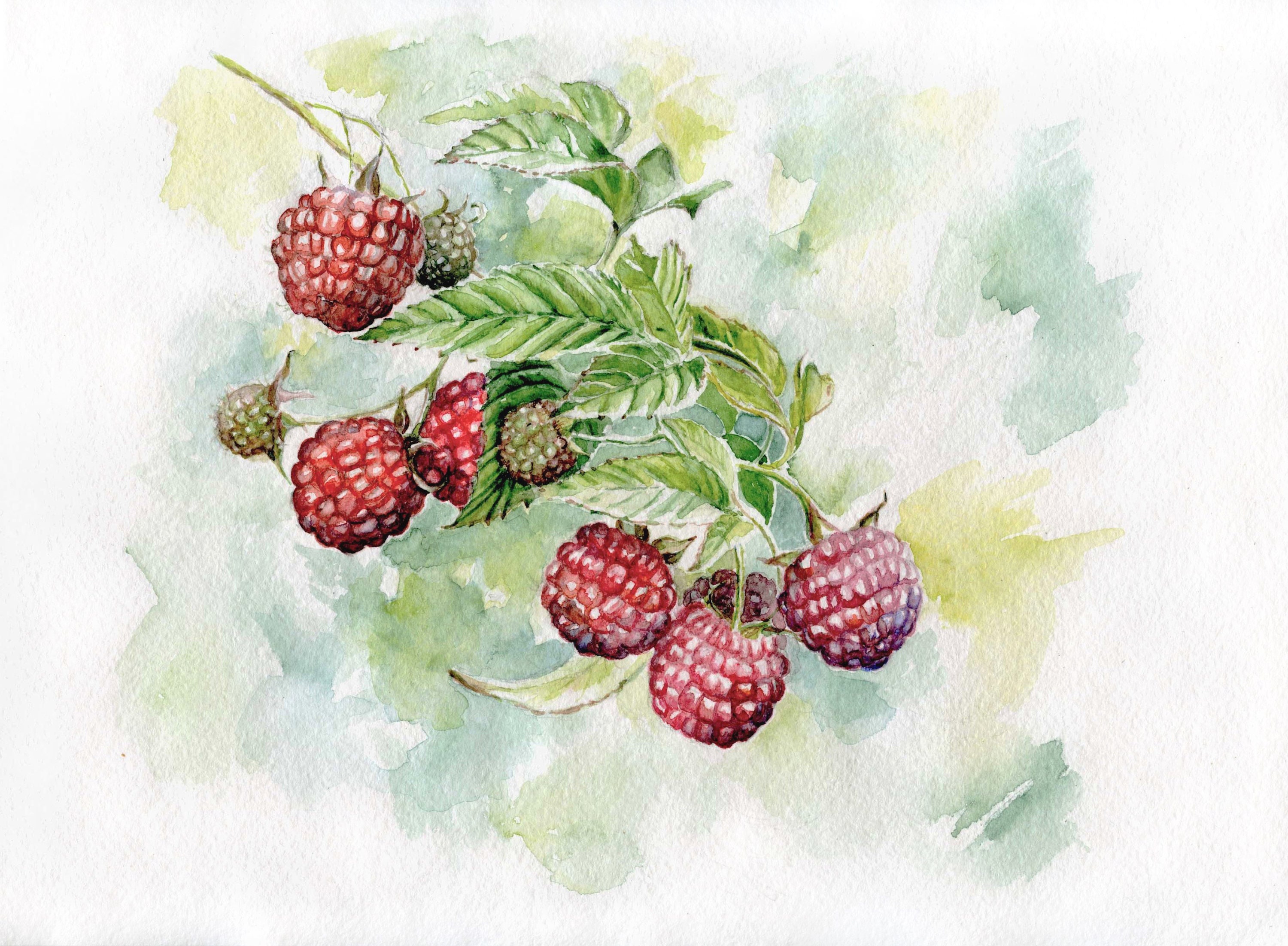 Watercolor Raspberry Berries Art Kitchen Wall Art Etsy