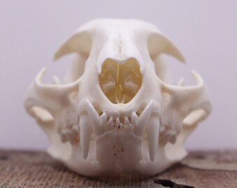 Bobcat Jaw Bone Etsy