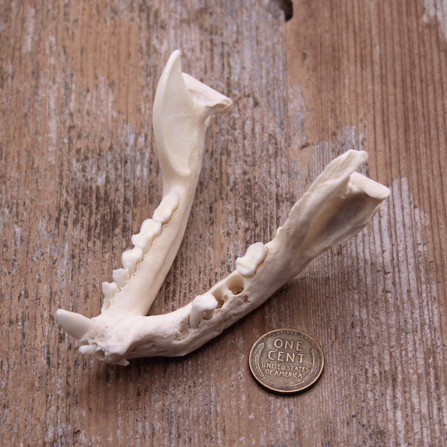 Real Raccoon Jawbone Geriatric Mandible Teeth Jaw Bone - Etsy