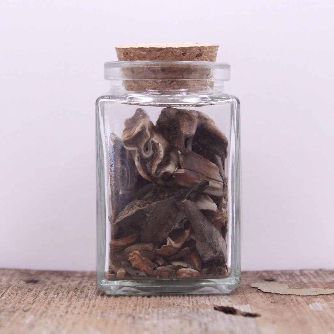 Teeth In Jar Real Fossil Teeth in a Jar Prehistoric Bovid Tooth Pieces - Etsy
