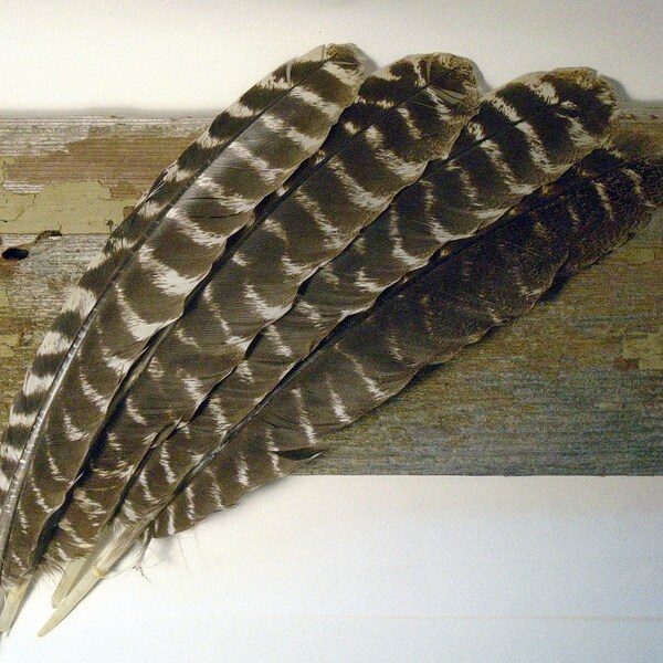 Real Natural Turkey Feathers Wing Lot