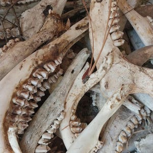 May include: A close-up view of a pile of animal bones, including jawbones with visible teeth. The bones are off-white with areas of brown discoloration. Some small twigs and debris are scattered among the bones.