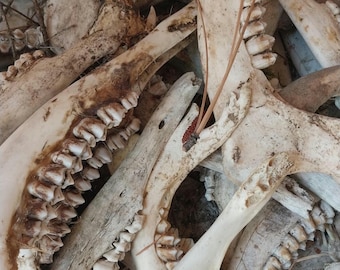 May include: A close-up view of a pile of animal bones, including jawbones with visible teeth. The bones are off-white with areas of brown discoloration. Some small twigs and debris are scattered among the bones.