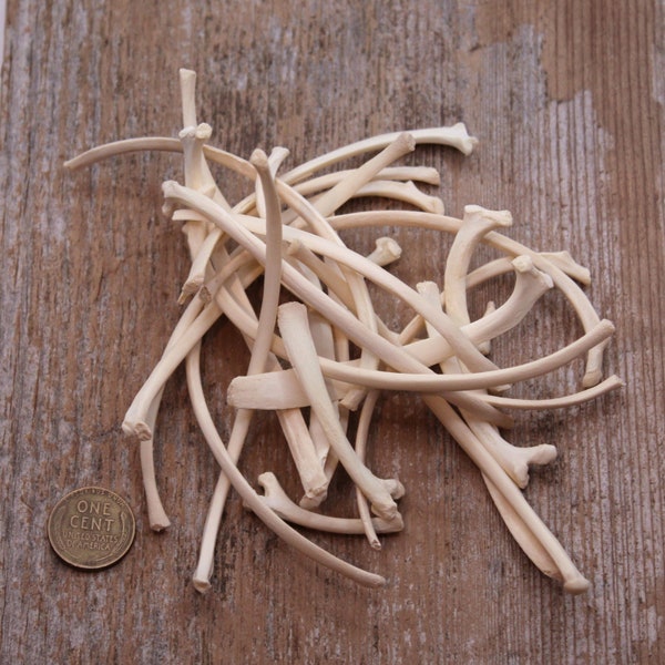 Huesos de coyote reales Lote de 24 huesos de costilla frágiles