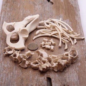 May include: A collection of off-white animal bones including a large pelvic bone, numerous curved rib segments, small vertebrae, and various bone fragments arranged around a copper-colored one-cent coin for scale.
