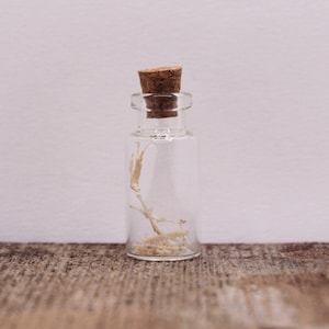 Real Anole Bones in a Jar Tiny Lizard Skeleton