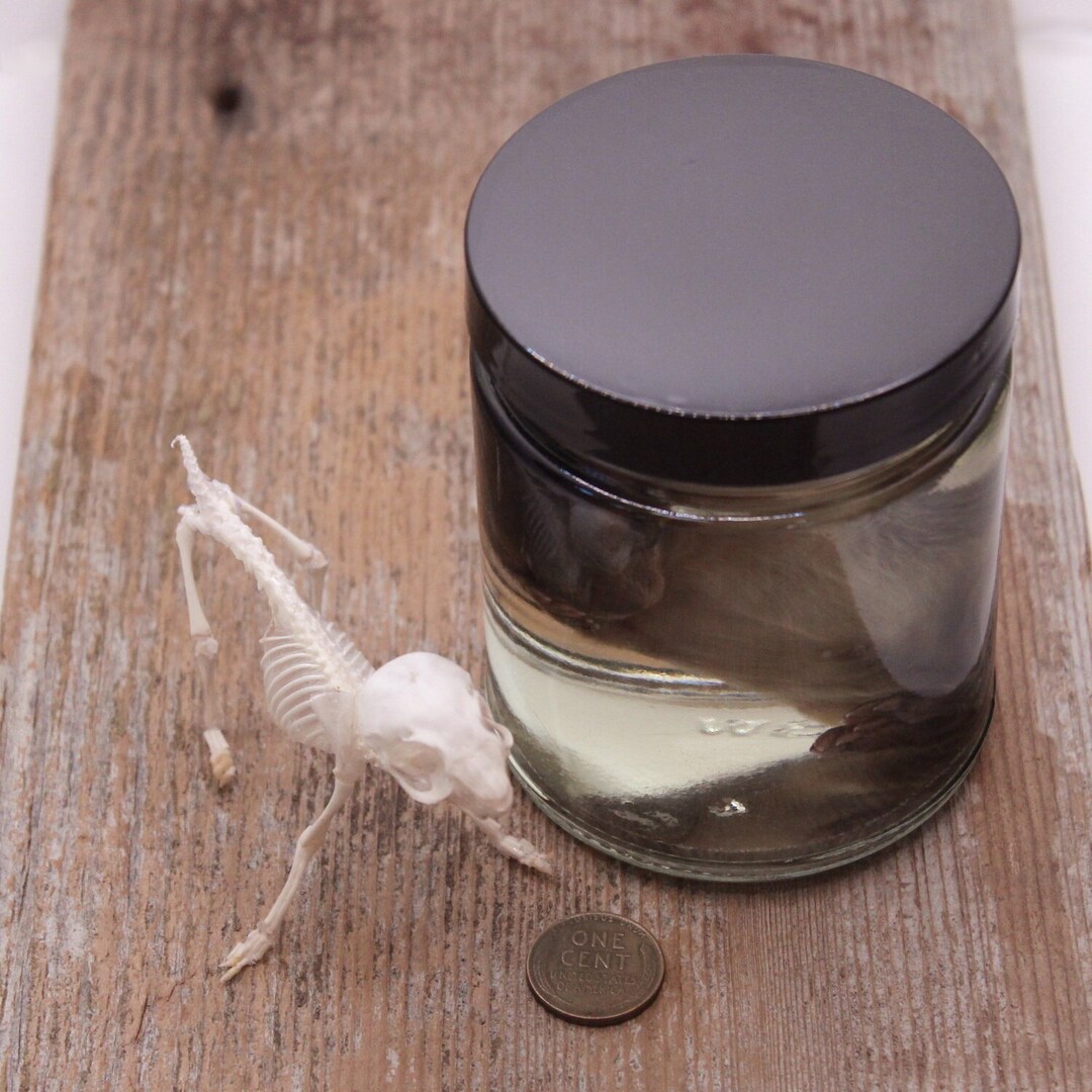 Real Hare Skeleton and Fetus Snowshoe Hare Fetal Oxidized Bones and Wet