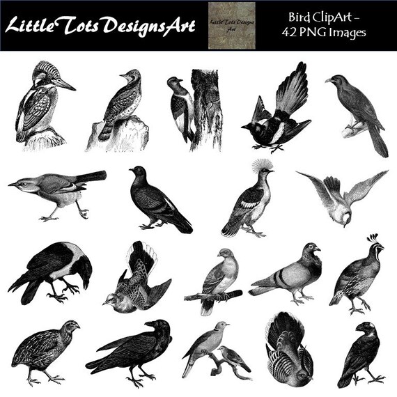Bird Clip Art Birds Hand Drawn Birds Bird Clipart | Etsy